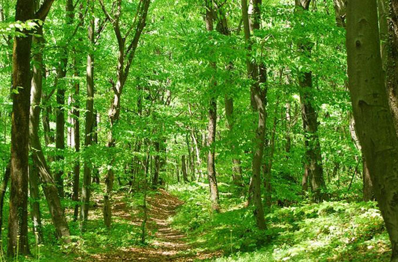 جنگل بلگراد