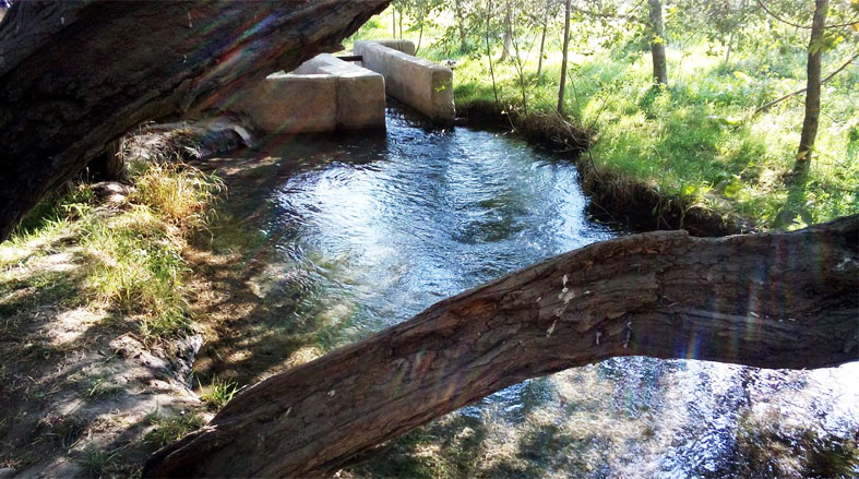 گیلاسی آبی در نزدیکی گنبد طلائی