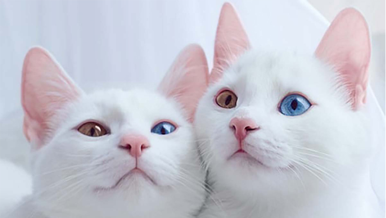 خانه گربه های وان 