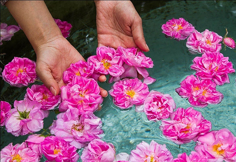 گلاب گیری در کاشان؛ مراسمی که عطر گل محمدی را جاودانه میکند.