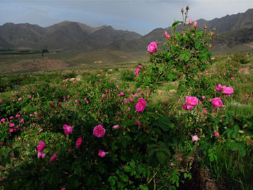 گلاب گیری در کاشان؛ مراسمی که عطر گل محمدی را جاودانه میکند. گلاب گیری در کاشان؛ مراسمی که عطر گل محمدی را جاودانه میکند.