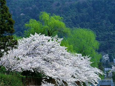 تنکابن؛ عروس جنگل های شمال