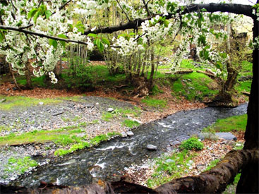 طرقبه، ییلاقی سبز در ۱۵ کیلومتری گنبد طلایی!